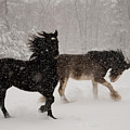 Frolic in the Snow