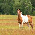 Paint Horse In Meadow