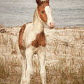 Chincoteague Foal